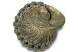 Wide, Perfectly Enrolled Morocops Trilobite - Morocco #323195-2